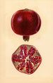 Punica granatum Granat - Mary Daisy Arnold — vy av konstverket