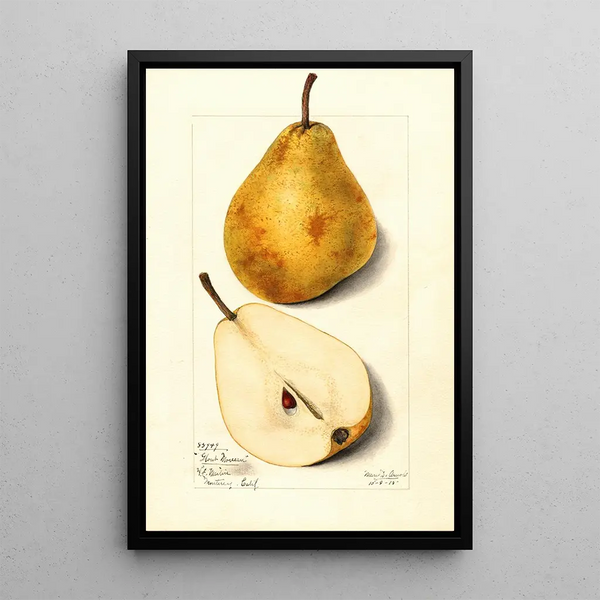Mary Daisy Arnold - Pyrus communis Glout Morceau.webp