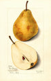Pyrus communis Glout Morceau - Mary Daisy Arnold — vy av konstverket
