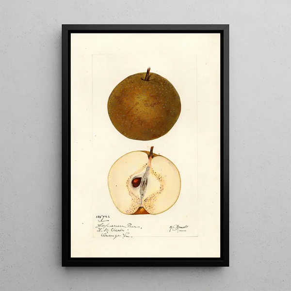 Mary Daisy Arnold - Pyrus pyrifolia.webp
