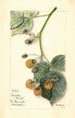 Rubus Brinkles Orange - Mary Daisy Arnold — vy av konstverket