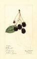 Rubus McDonald - Mary Daisy Arnold — vy av konstverket