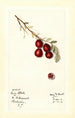 Vaccinium macrocarpon Early Black - Mary Daisy Arnold — vy av konstverket