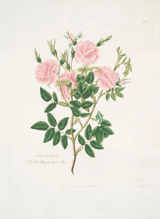 Mary Lawrance - Rosa Carolina.webp