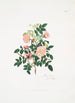 Rosa alpina - Mary Lawrance — vy av konstverket