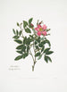 Rosa cardina - Mary Lawrance — vy av konstverket