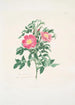 Rosa carolina - Mary Lawrance — vy av konstverket
