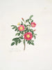 Rosa carolina3 - Mary Lawrance — vy av konstverket