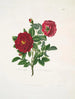 Rose centifolia - Mary Lawrance — vy av konstverket