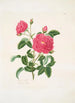 Rosa centifolia - Mary Lawrance — vy av konstverket