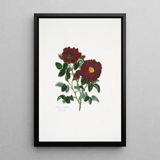 Mary Lawrance - Rosa centifolia4.webp