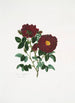 Rosa centifolia - Mary Lawrance — vy av konstverket