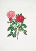 Rosa centifolia - Mary Lawrance — vy av konstverket