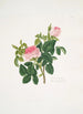 Rosa centifolia - Mary Lawrance — vy av konstverket