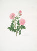 Rosa centifolia8 - Mary Lawrance — vy av konstverket