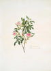 Rosa cinnamomea - Mary Lawrance — vy av konstverket