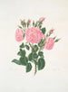 Rose de Damas - Mary Lawrance — vy av konstverket