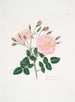 Rose de Damas5 - Mary Lawrance — vy av konstverket