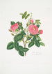 Rosa damascena - Mary Lawrance — vy av konstverket