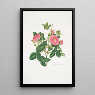 Mary Lawrance - Rosa damascena6.webp