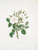 Rose de Damas 2 - Mary Lawrance — vy av konstverket