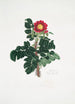 Rosa ferox - Mary Lawrance — vy av konstverket