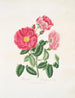 Rose gauloise - Mary Lawrance — vy av konstverket