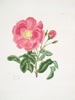 Rose Gauloise2 - Mary Lawrance — vy av konstverket
