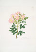 Rosa indigossa - Mary Lawrance — vy av konstverket