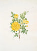 Rosa lutea - Mary Lawrance — vy av konstverket
