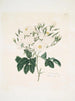 Rose moschata - Mary Lawrance — vy av konstverket