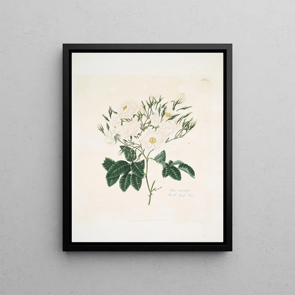 Mary Lawrance - Rosa moschata.webp
