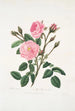 Rosa muscosa - Mary Lawrance — vy av konstverket