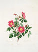 Rosa pendulina - Mary Lawrance — vy av konstverket