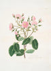 Rosa provincialis - Mary Lawrance — vy av konstverket