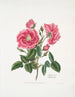 Rosa provincialis3 - Mary Lawrance — vy av konstverket