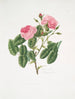 Rosa provincialis4 - Mary Lawrance — vy av konstverket
