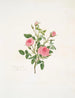 Rosa provinciale ou Rose de Meaux - Mary Lawrance — vy av konstverket