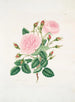 Rose provinciale - Mary Lawrance — vy av konstverket