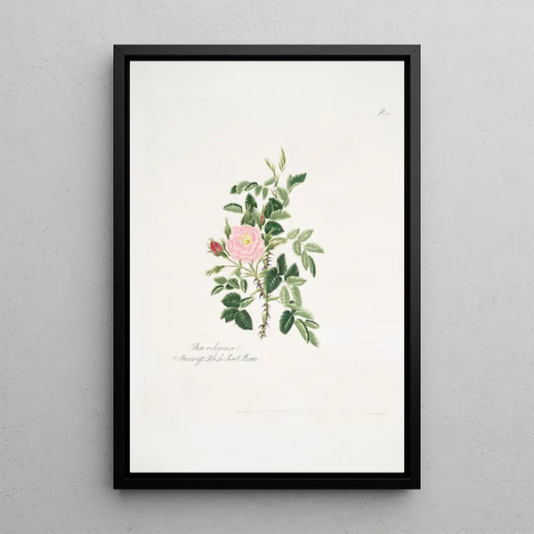 Mary Lawrance - Rosa rubiginosa.webp