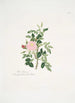 Rosa rubiginosa - Mary Lawrance — vy av konstverket