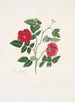Rose semperflorens - Mary Lawrance — vy av konstverket