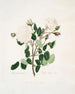Blanc provincial - Mary Lawrance — vy av konstverket