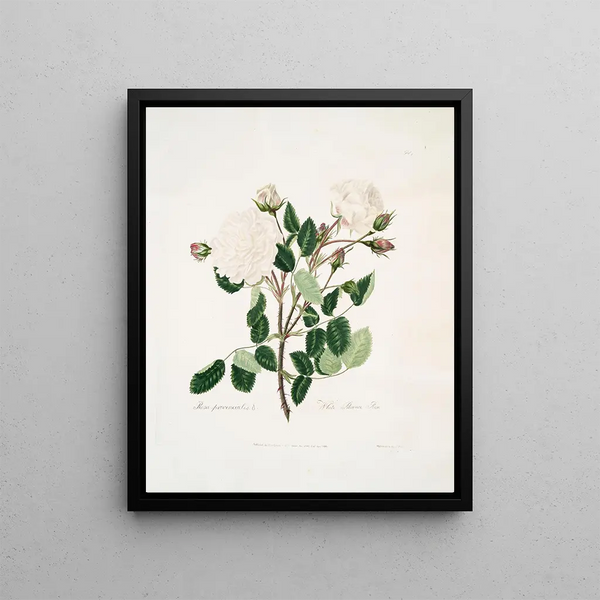 Mary Lawrance - White provincialis.webp
