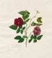 Rose de Chine foncée - Mary Lawrence — vy av konstverket