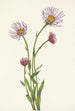 Vergerette d'Alaska Erigeron salsuginosus - Mary Vaux Walcott — vy av konstverket