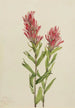 Castilléjie de l'Alberta Castilleja miniata - Mary Vaux Walcott — vy av konstverket