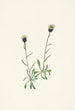 Vergerette des Aléoutiennes Erigeron unalaschensis - Mary Vaux Walcott — vy av konstverket
