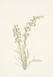 Pédiculaire contortée Pedicularis contorta - Mary Vaux Walcott — vy av konstverket
