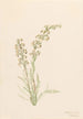 Pédiculaire contortée Pedicularis contorta - Mary Vaux Walcott — vy av konstverket